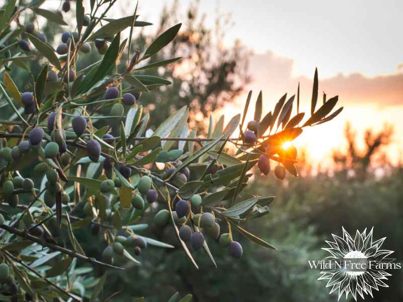 low-water fruit trees