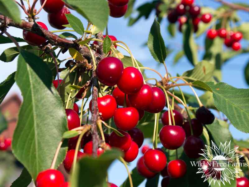 strawberry companion trees