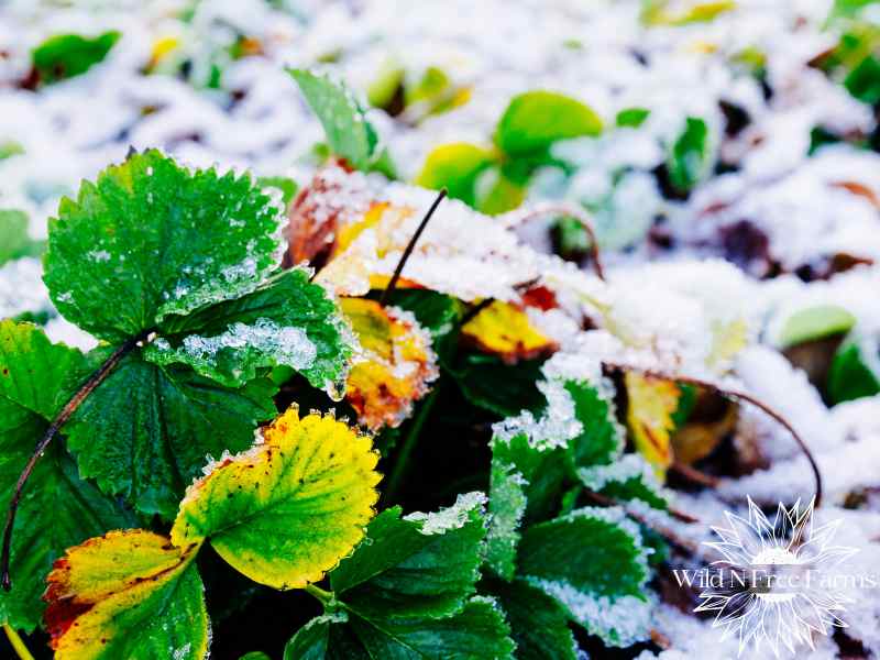 strawberry plant protection winter