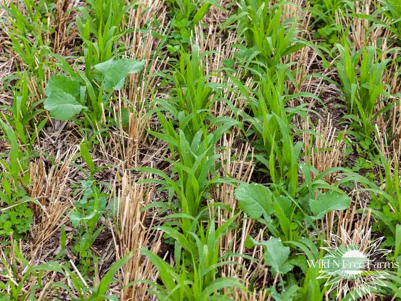 winter cover crops for raised beds
