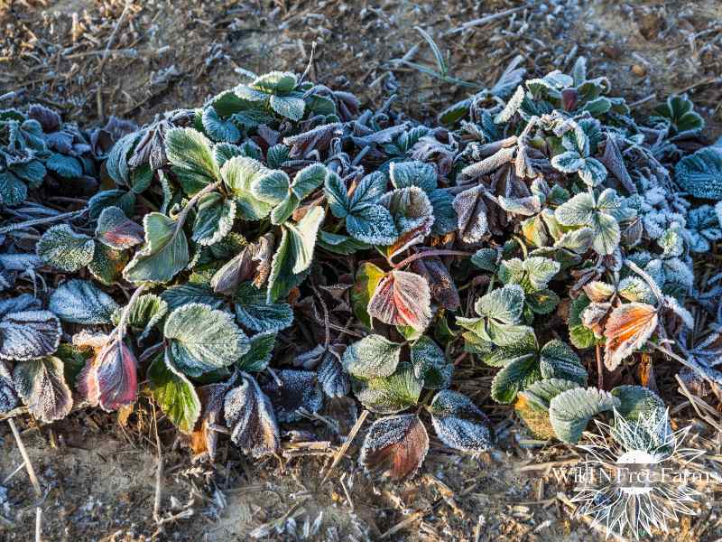 winterize strawberry plants