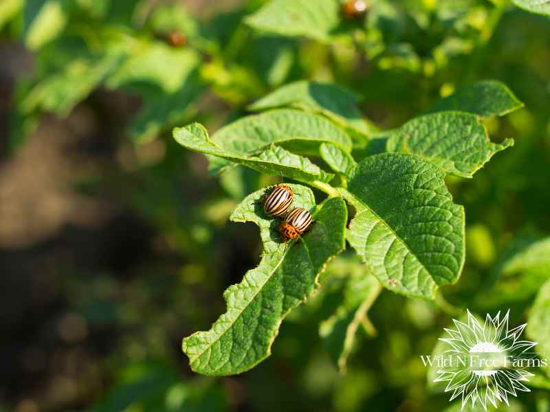 garden pest management