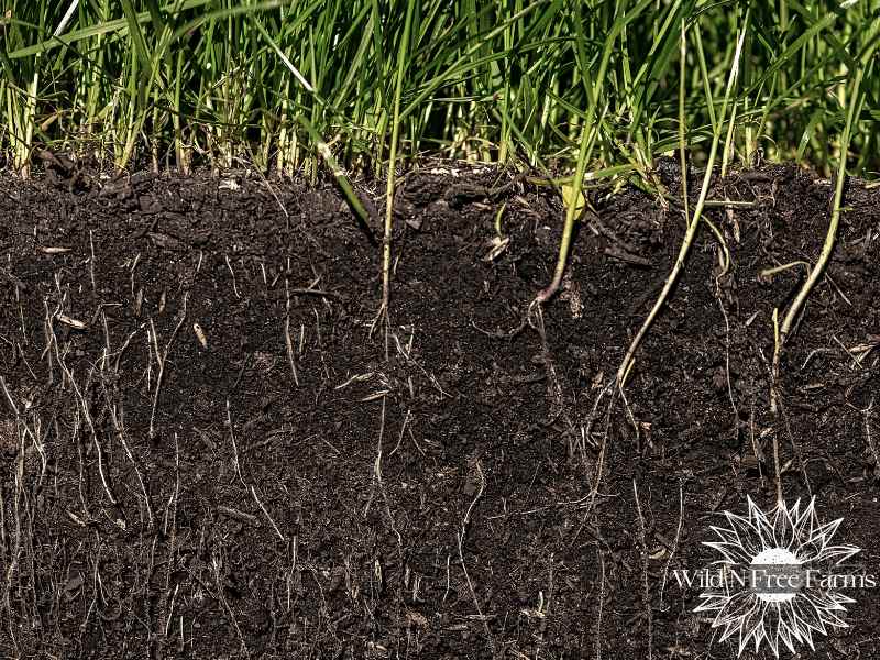 how many nematodes for garden