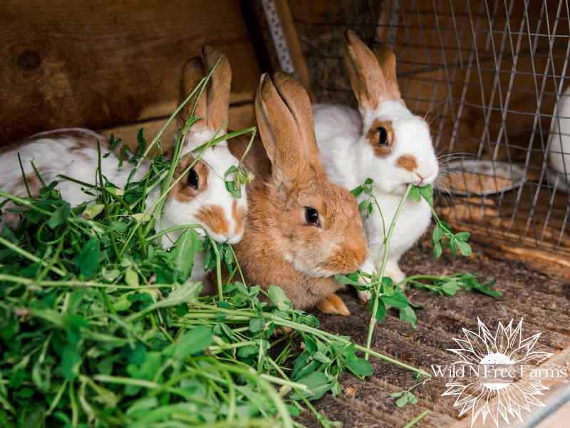 Chickens and ducks in urban backyards
