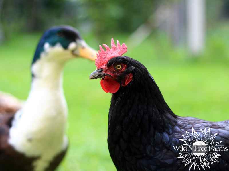 How to raise chickens in small spaces