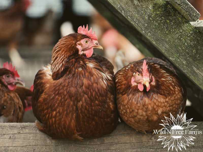 Managing chickens, rabbits, and ducks together
