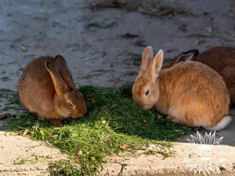 Raising rabbits in small urban yards