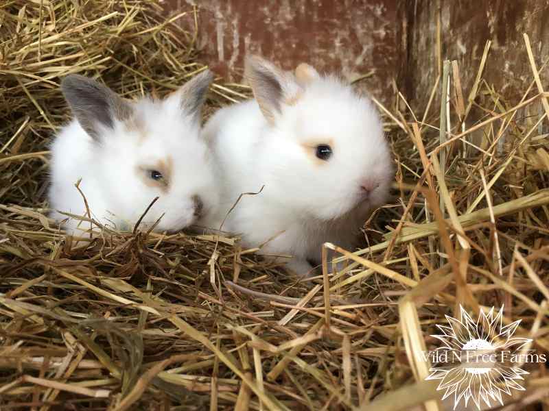 Urban homesteading with chickens and rabbits