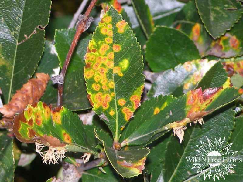 apple rust treatment