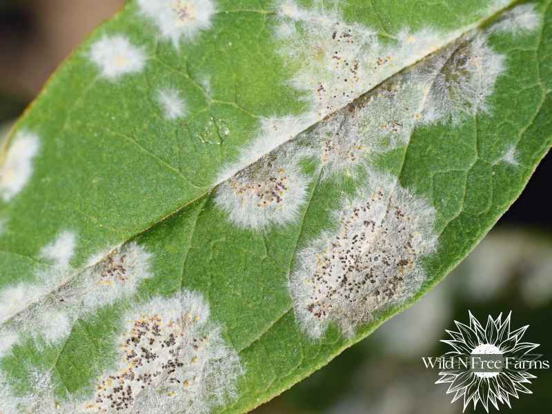 apple tree diseases