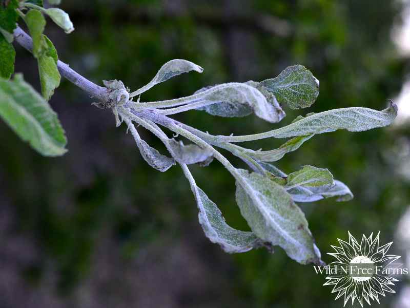 apple tree powdery mildew treatment