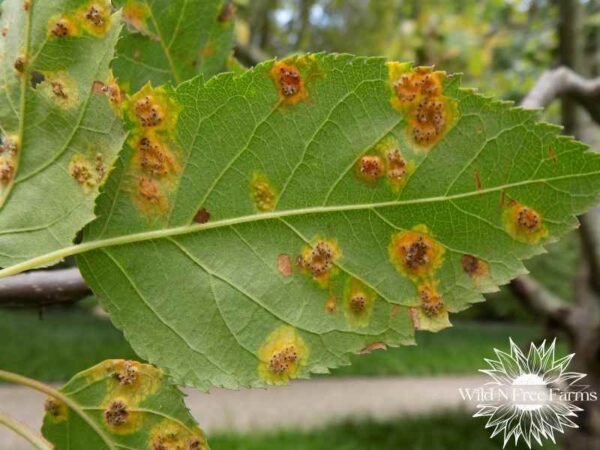 How to Identify, Treat, and Prevent Cedar Apple Rust Organically (Apple ...