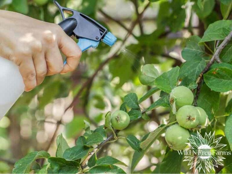 copper vs sulfur apple spray