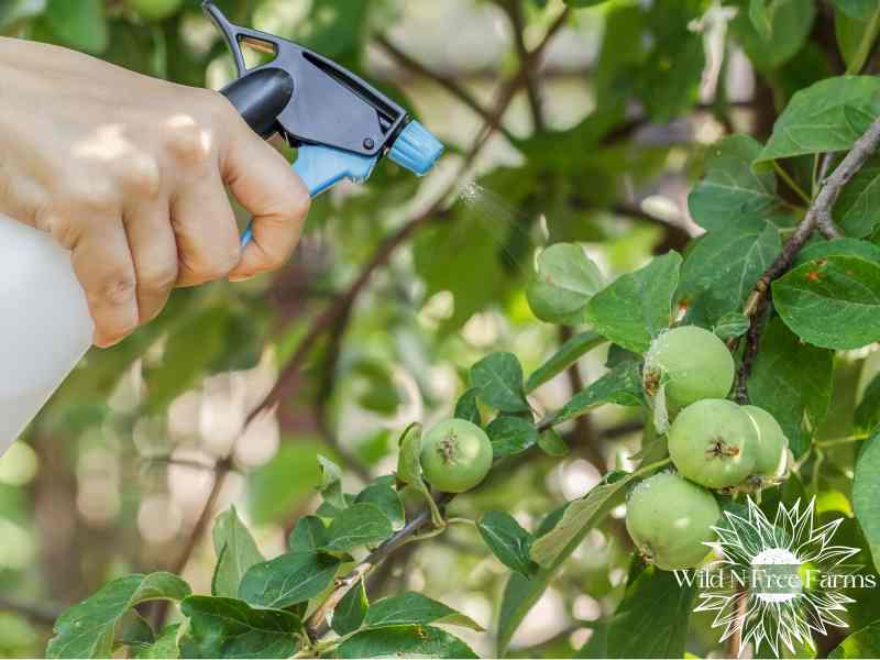copper vs sulfur apple spray