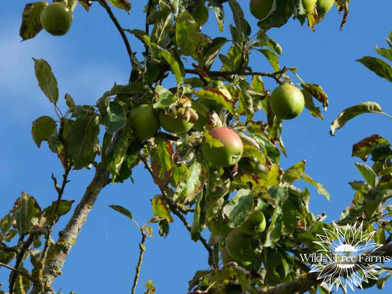 organic apple orchard care