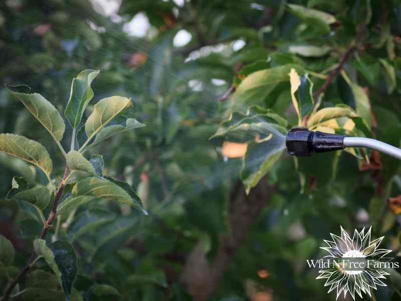organic fungicide for apple trees