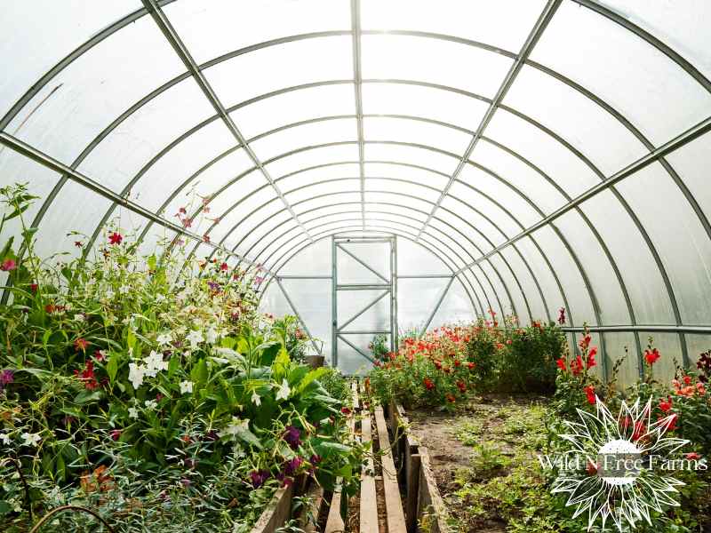 overwinter vegetables in greenhouse