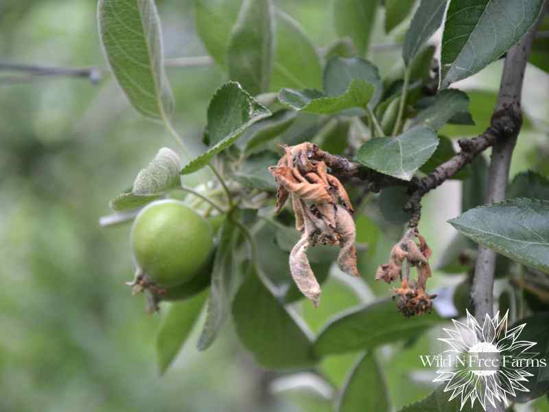 prevent fire blight organically