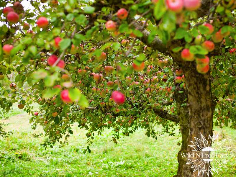 seasonal apple tree care guide