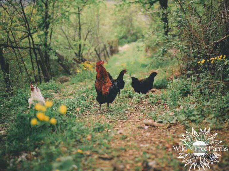 Chicken run shade plants chickens won't eat