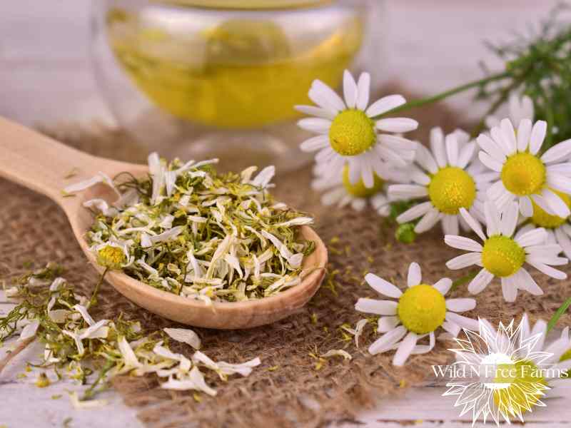 Easy herbal remedies recipes