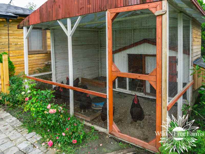 Plants chickens will eat in run