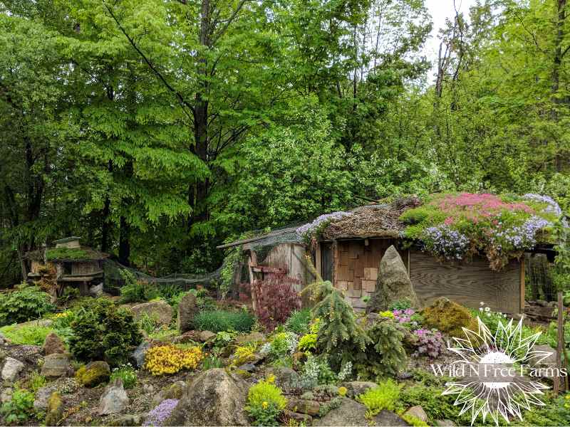 Safe plants for chicken coop garden