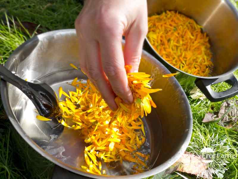 Simple herbal salve for cuts and skin irritations