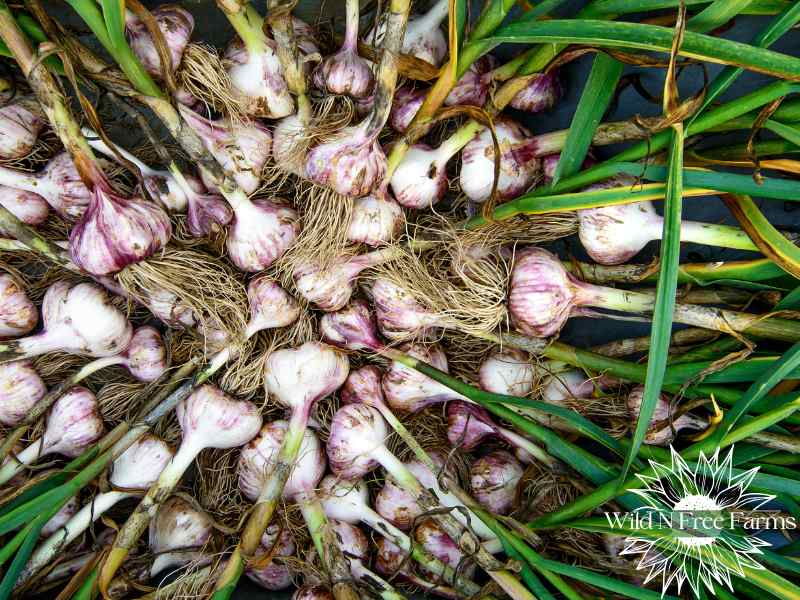 crops that feed a family