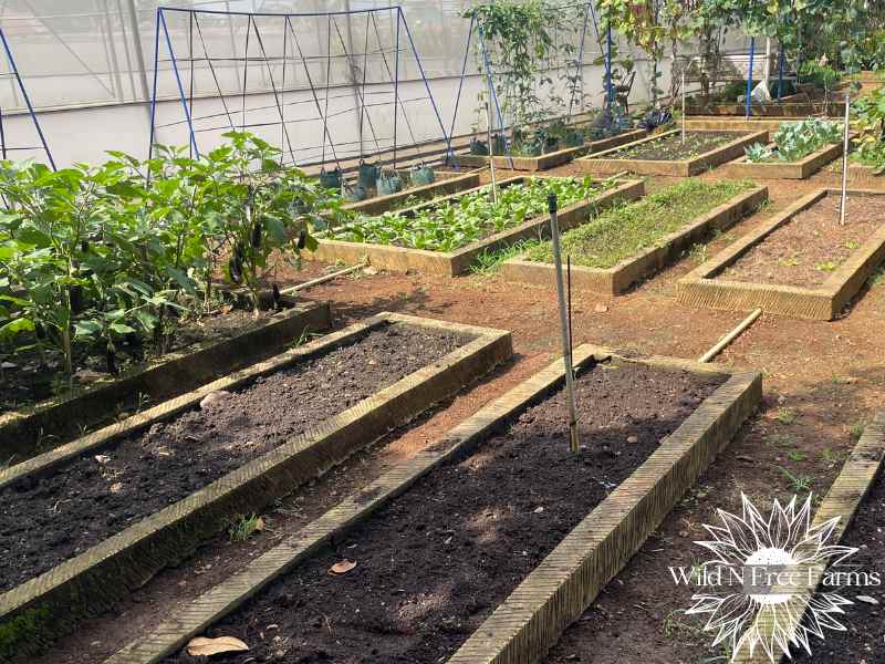 homestead food security