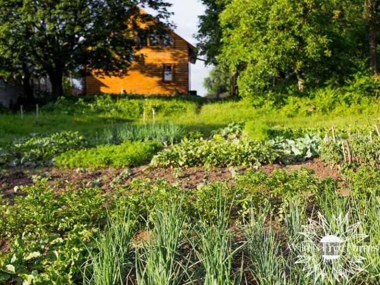 how to grow a calorie focused garden
