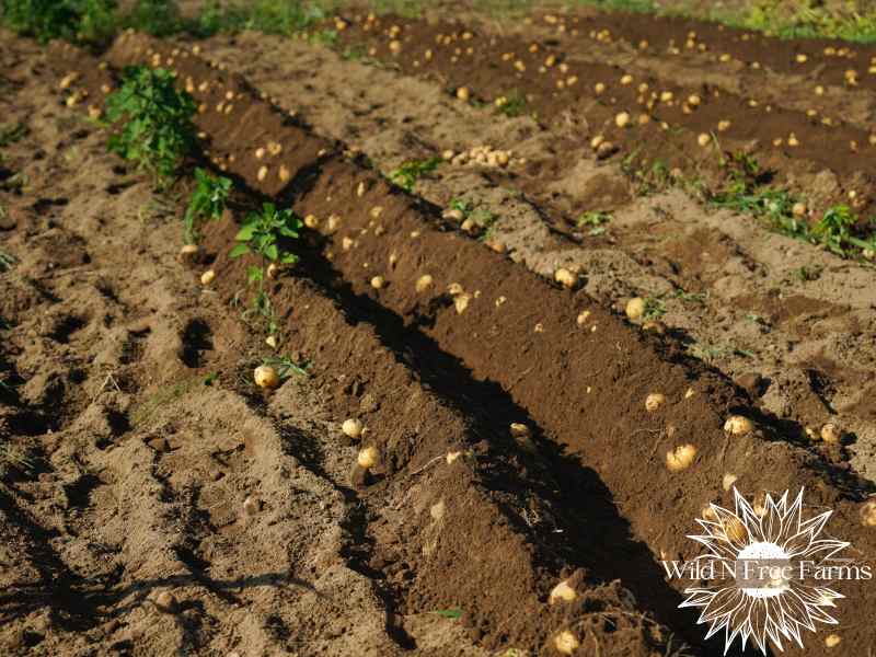 survival garden crops