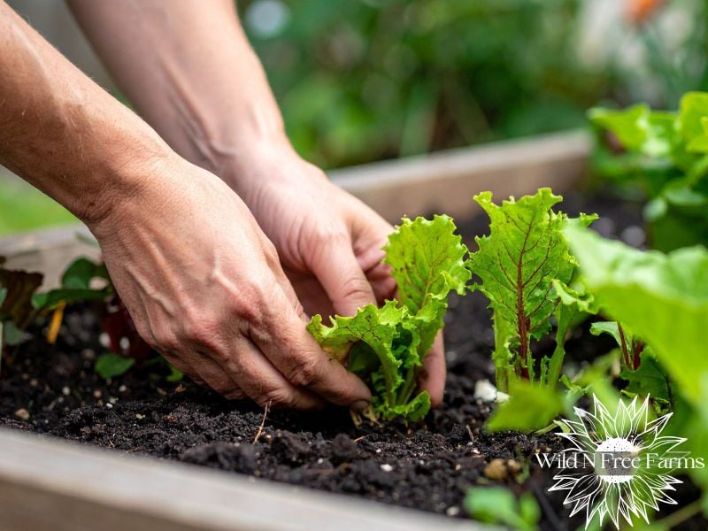 calorie crops for families
