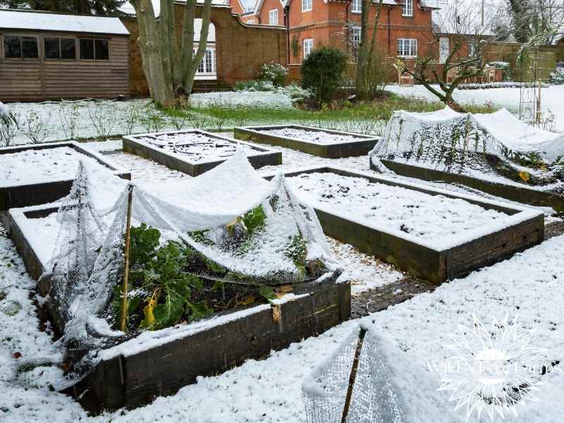 how to extend the harvest without a greenhouse