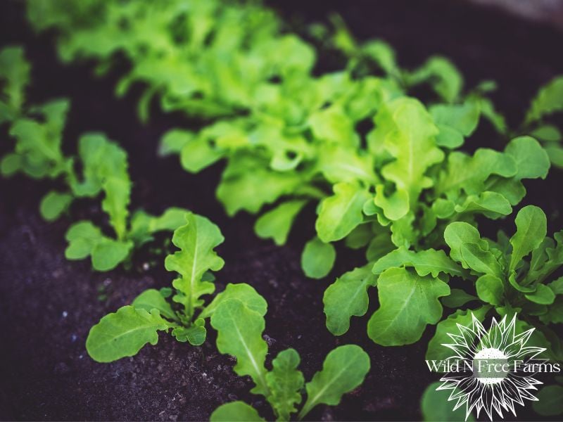 practical homesteading