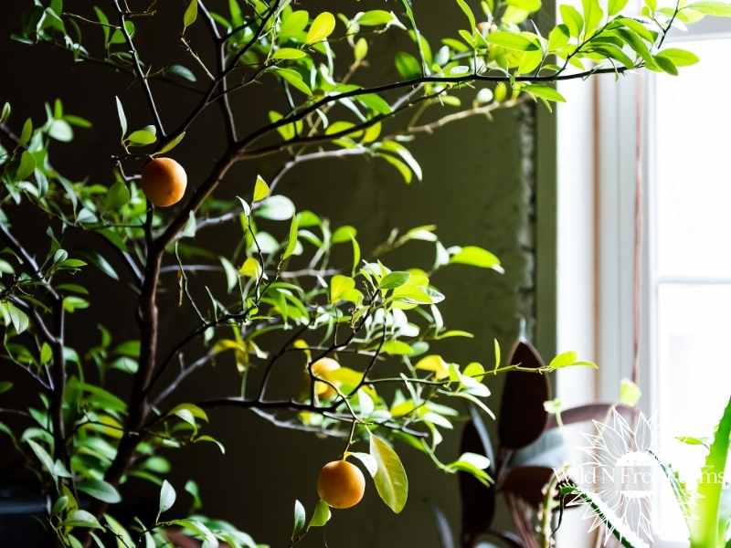 How to Grow Fruit Trees Outside Your Growing Zone
