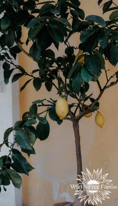 container fruit trees