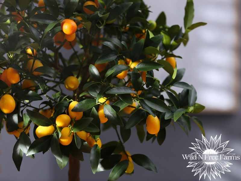 growing citrus trees in containers