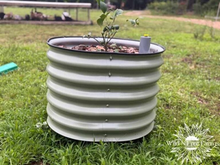 growing citrus trees indoors