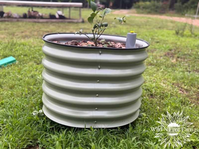growing citrus trees indoors