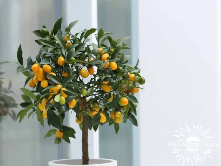 growing lemons in cold climates