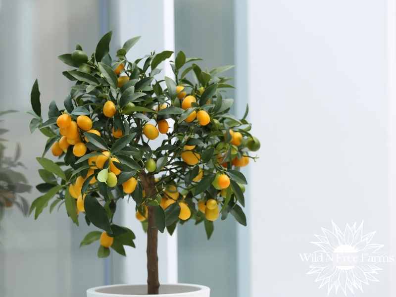 growing lemons in cold climates